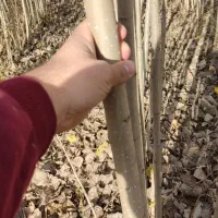 ـ صنوبر مناسب چوب گیری|خدمات باغبانی و درختکاری|بانه, |دیوار