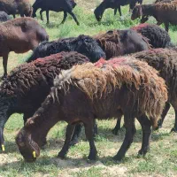 میش قزل افشار شیشک کاور