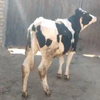 گاوماده هلشتاین300|حیوانات مزرعه|شادیان, |دیوار