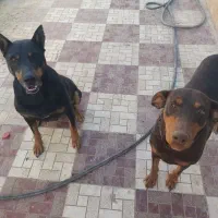 دوبرمن|سگ|کرج, خرمدشت|دیوار