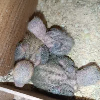 طوطی برزیلی مولد|پرنده|پاکدشت, پاکدشت (مامازند)|دیوار