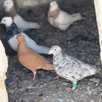 سار|پرنده|آشخانه, |دیوار