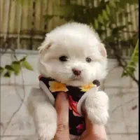سگ پاپی عروسکی پشمالو سایز مینی از 2/500