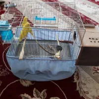 مرغ عشق دستی و تخم گذار با وسایل