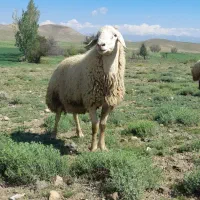 قوچ دامازلخ|حیوانات مزرعه|سراب, |دیوار