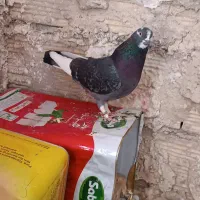 کفتر|پرنده|کرج, حصارک پایین|دیوار