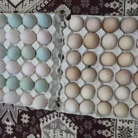 تخم مرغ اردک