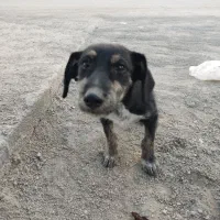 سگ خونگی مهربون|سگ|اصفهان, آفاران|دیوار