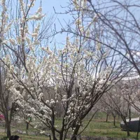 فروش-باغ-و-زمین-کشاورزی-در-قزل-داغ-عجم