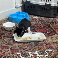 واگذاری گربه تاکسیدو