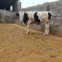 راس گوساله جنس