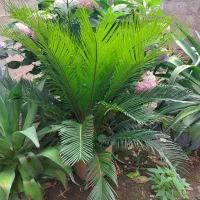 چند عدد گل سیکاس..از بزرگ تا کوچک موجود هست