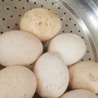 تخم بوقلمون