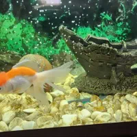 تعدادی گلد فیش نژاد دار و معمولی