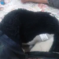 پوتین|کیف، کفش، کمربند|سقز, |دیوار