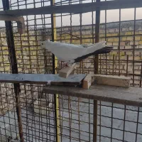 دم قهوی|پرنده|خرمشهر, |دیوار