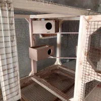 قفس شیک|لوازم جانبی حیوانات|ایذه, |دیوار