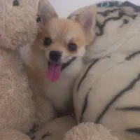 سگ پامرروباهی