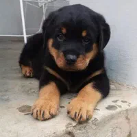 فروش سگ ژرمن روتوایلر مالینیوز گلدن چاوچاو الابای|سگ|تهران, درکه|دیوار