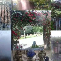 ۴۰۰ متر رستوران در دل جنگل، رشت جاده تهران|اجارهٔ مغازه و غرفه|رشت, گیل|دیوار
