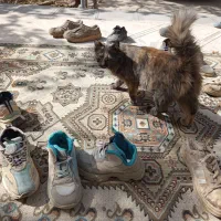 یک گربه پرشین زیبا و آرام