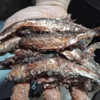 کولی شورتازه