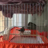 سهره قناری دهن دار