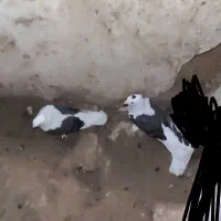 پرنده|پرنده|خورموج, |دیوار