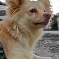 پامرین اشپیتز