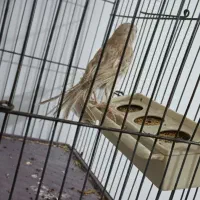 قناری ماده تن نخورده|پرنده|پاکدشت, پاکدشت (مامازند)|دیوار