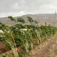فروش خانه باغ ۲ هکتار  در ساوه|فروش خانه و ویلا|تهران, پاسداران|دیوار