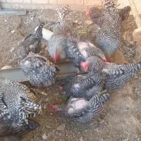 مرغ و خروس امروک پلیموت راک|حیوانات مزرعه|تهران, فدک|دیوار