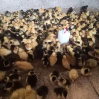 اردک گوشتی وپکنی به صورت عمده فقط ۳۰  تومان