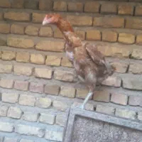 مرغ و خروس لاری و مرغ خانگی