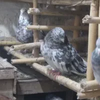 کبوتر تکپر سروردم سفید|پرنده|خان ببین, |دیوار