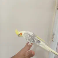 عروس هلندی
