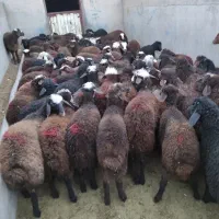 گوسفند