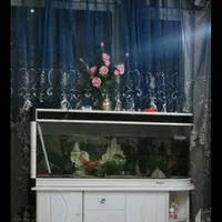 آکواریوم خم طرح u به همراه میز|ماهی|اصفهان, کوی امیریه|دیوار