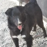 ماده قدر جونی شکم پر