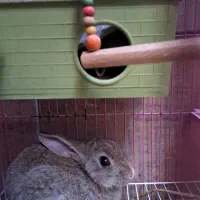 خرگوش باهوش|موش و خرگوش|بهبهان, |دیوار