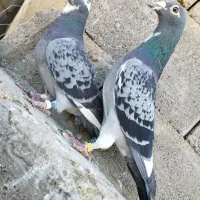 جفت پلاکی مسافتی