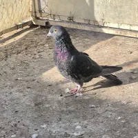 کفتر یا کبوتر