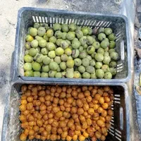 (فقط کیسه ۴۵ تومان) پوست کردن گردو با دستگاه درمحل|خدمات باغبانی و درختکاری|اسفراین, |دیوار