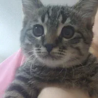 واگذاری گربه