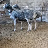 ۷ راس بره قوچی وماده چینی قندوزی اصیل افغان