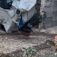 طاووس بالغ|پرنده|شاهرود, |دیوار