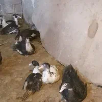 50 عدد اردک اسرائیلی نروماده|حیوانات مزرعه|امیرکلا, |دیوار