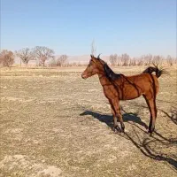 فروش سه عدد مادیان کرد|اسب و تجهیزات اسب‌سواری|رزن, |دیوار