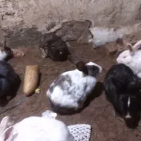 خرگوش|موش و خرگوش|تربت جام, باغ سنگان سفلی|دیوار