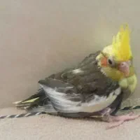 جوجه عروس هلندی دون خور|پرنده|قم, کاسه گران|دیوار